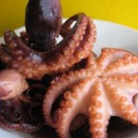 caracatiță